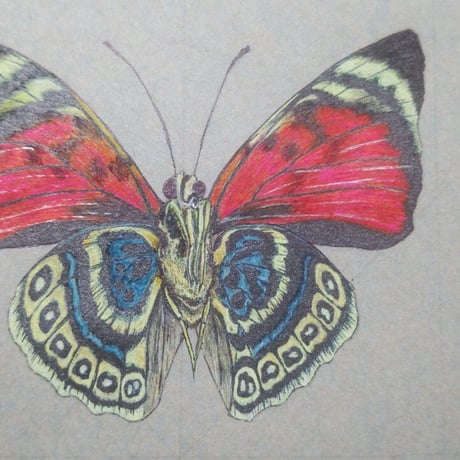 Agrias claudina lugens