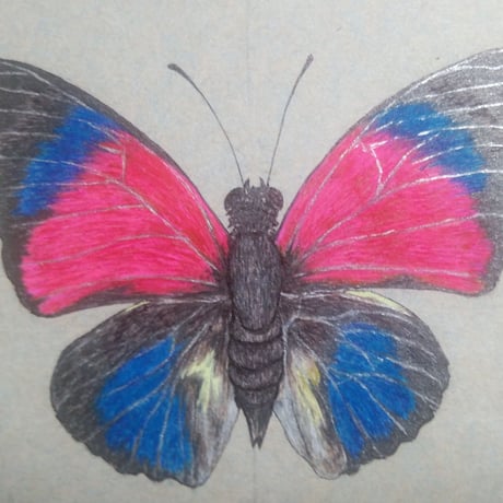 Agrias claudina lugens