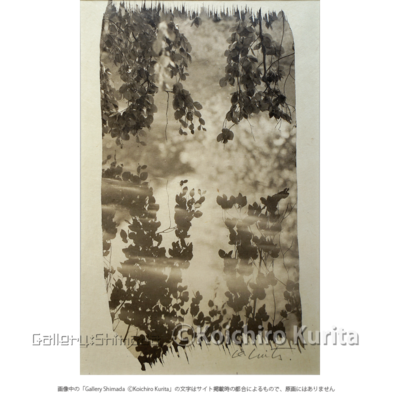 栗田紘一郎 「Weeping Beech」 | Gallery Shimada Online 