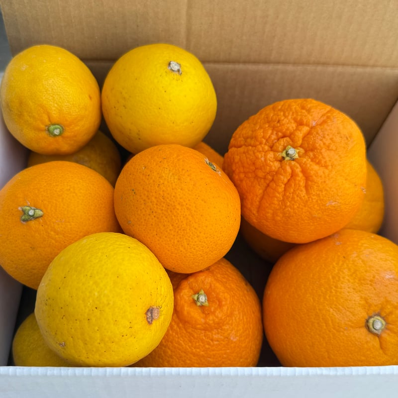 長井崎小中一貫学校応援みかん（雑柑）🍊2.5キロ以上 | UCHIURA PRODUCE