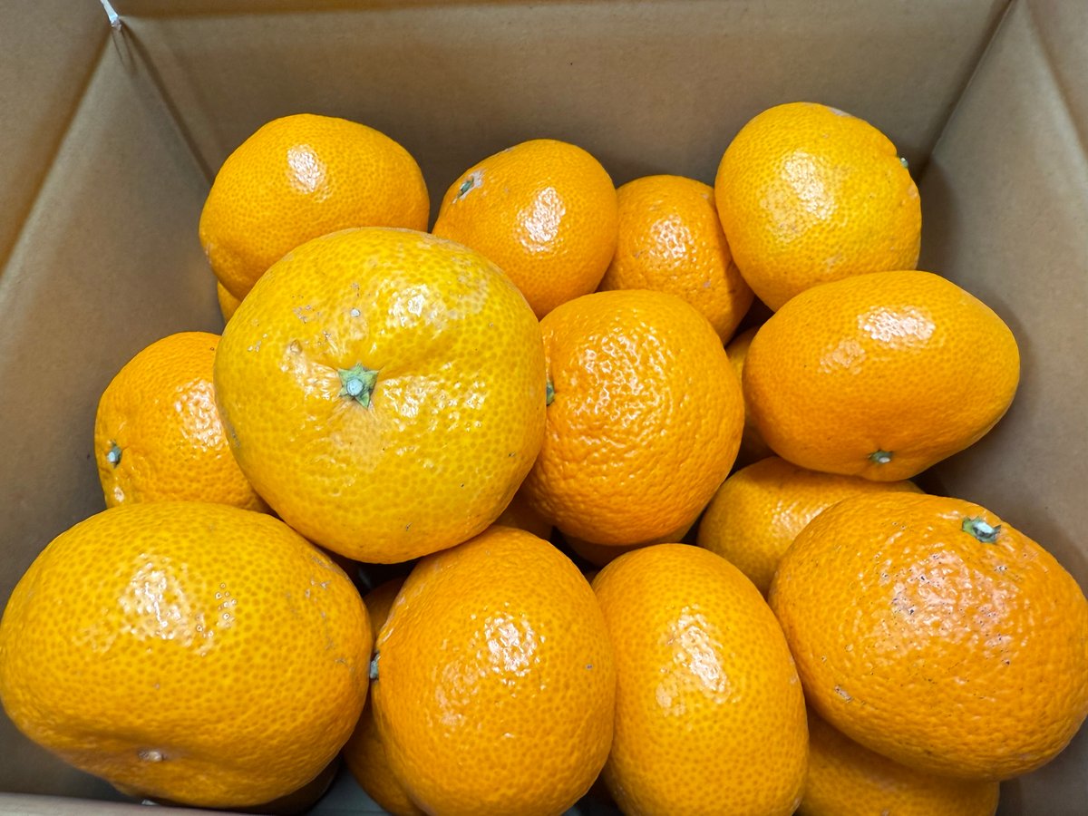 みかん＾＾ 11月中旬～【Benifare】土佐乃かなや「マルチみかん」家庭用10kg露地