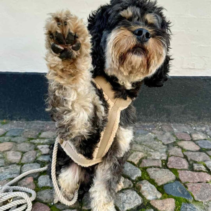 DREW's] テディー ハーネス グレージュ S/M/L | モフモフ mof_mof｜