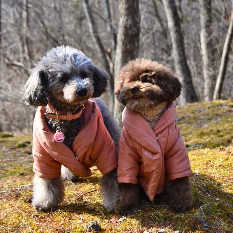 【max bone】Christian Cowan コラボ（mint）　ｍサイズ CATEGORY max-bone | モフモフ mof_mof｜北欧デザインのペットグッズ