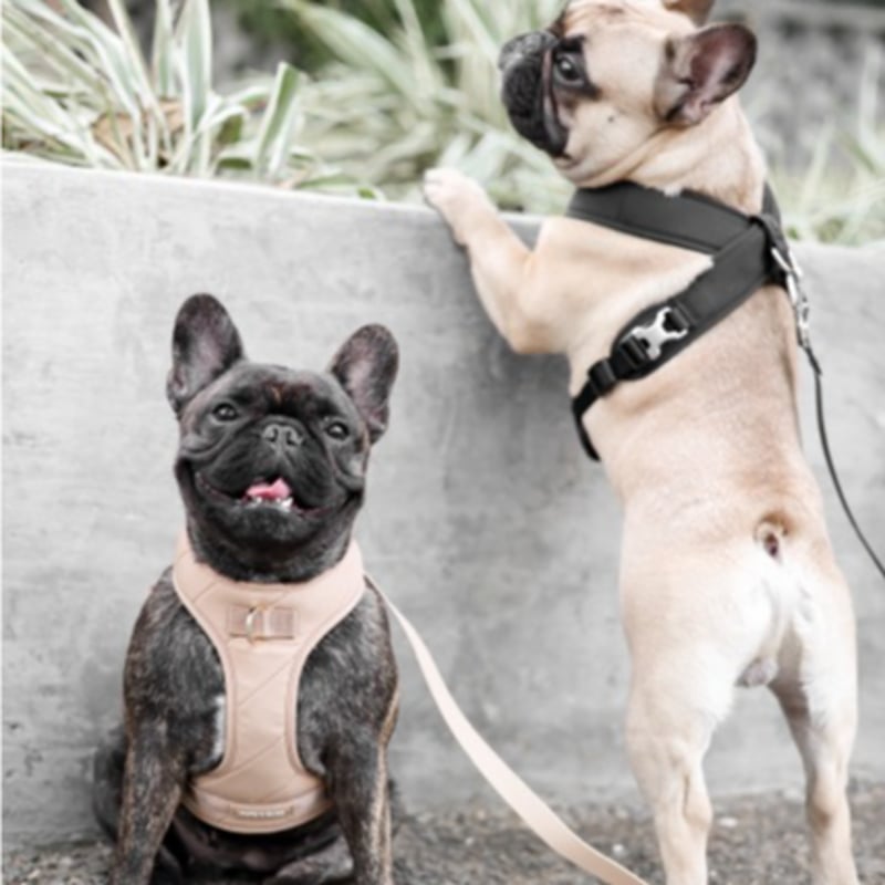 ◎専用リンクです◎ pups & bubs 2点 Pups & Bubs] セキュリティー ハーネス ベージュ/ブラック
