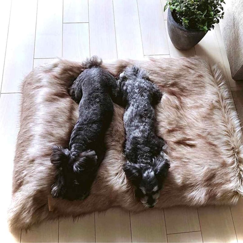 Labbvenn] エコファーブランケット (M) カプチーノ/グレー/ホワイト