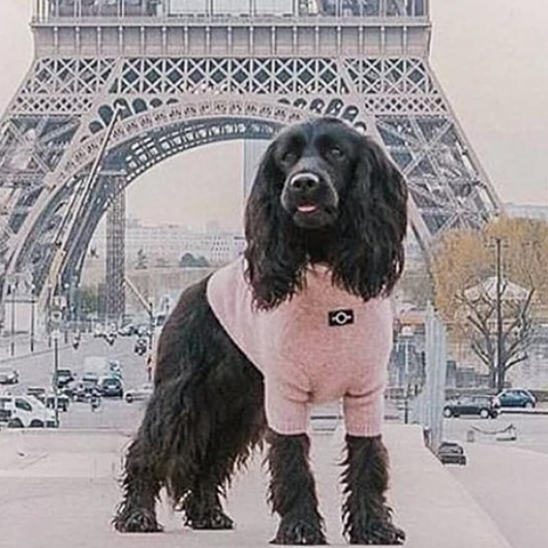 ✨新品未使用タグ付き　ベビモコプルオーバー&ボーダーロングパンツセットももんじゃ 楽天市場】1,000円OFFクーポン☆【アウトレット】【返品不可】刺繍