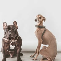 [lambwolf] セキュリティーハーネス ピンク/サンド/オリーブ