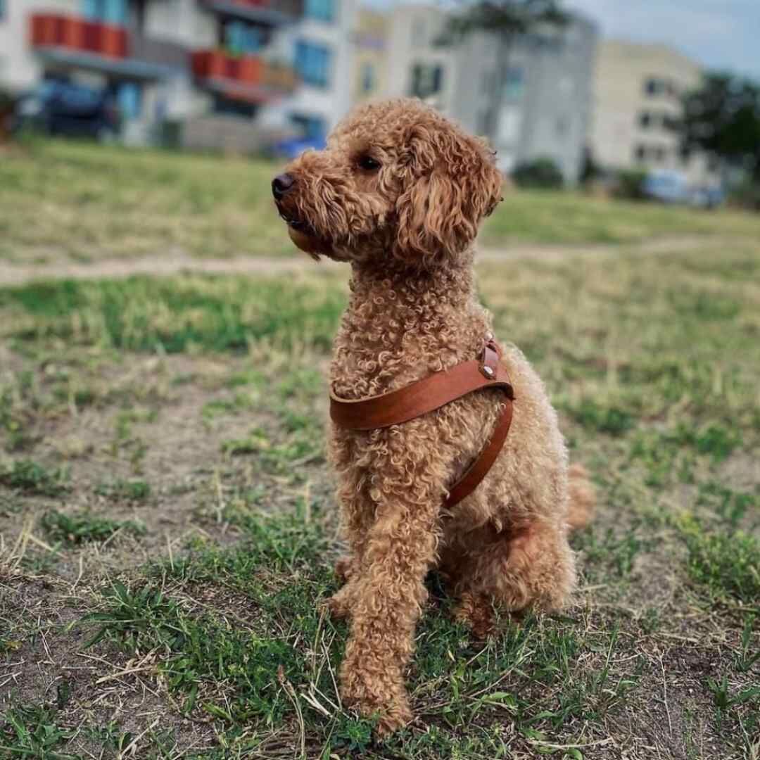 hunting pony　犬　ハーネス　キャメル hunting pony 犬 ハーネス キャメル