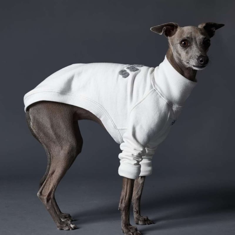 Striped Dog] スウェット イタグレ用 クリーム/ブルーグレー