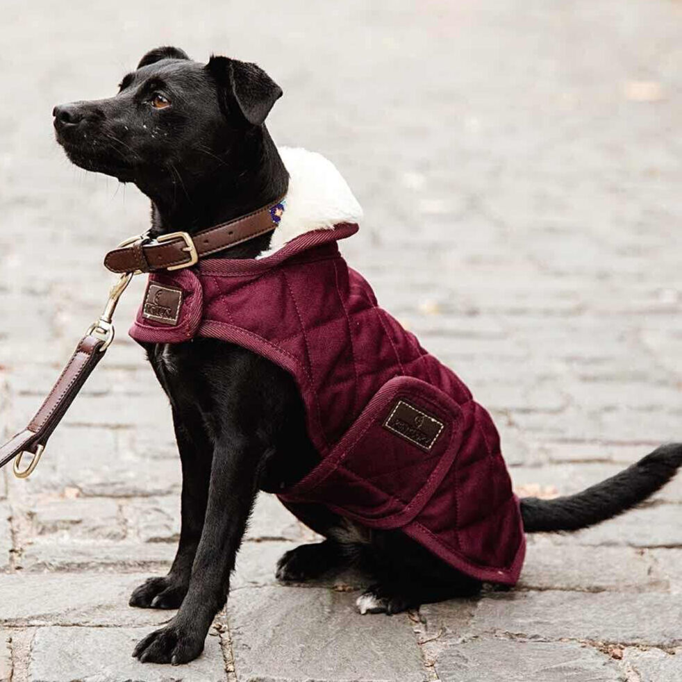 KENTUCKY 犬用コート バーガンディ XS Kentucky Dogwear] 防寒コート ブラック/ボルドー/ネイビー