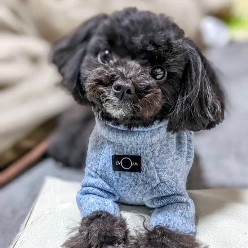 もふもふオーダーページ•*¨*•.¸¸♬ image.jpg