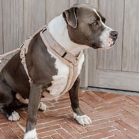 [Kentucky Dogwear] Y型ソフトハーネス ベージュ/ブラック