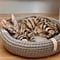 [Labbvenn] COCO Cat Bed カフェオレ