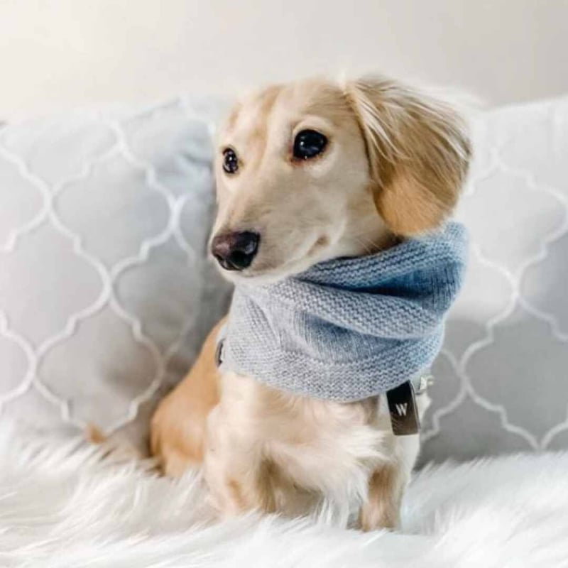 1246.わんこスヌードL マフラーつけ襟　ファーホワイト　ハンドメイド　犬服 1246.わんこスヌードL マフラーつけ襟 ファーホワイト