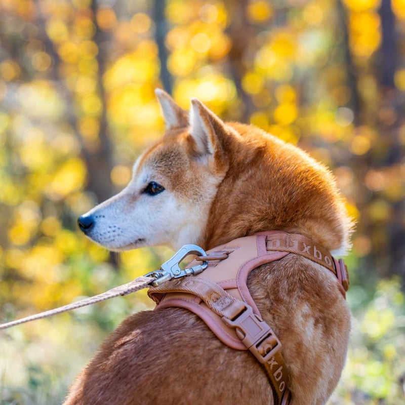 maxbone リード ハーネス セット 犬 わんこ ペット
