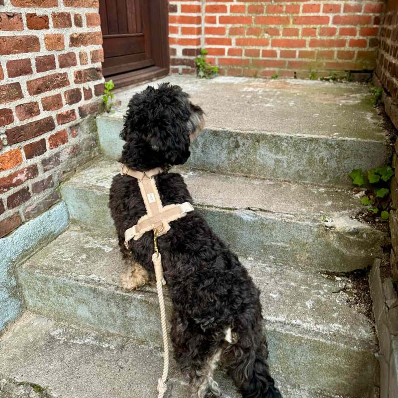 DREW's] テディー ハーネス グレージュ S/M/L | モフモフ mof_mof｜