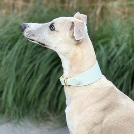 [Collar of Sweden] 首輪 ワイド ミント