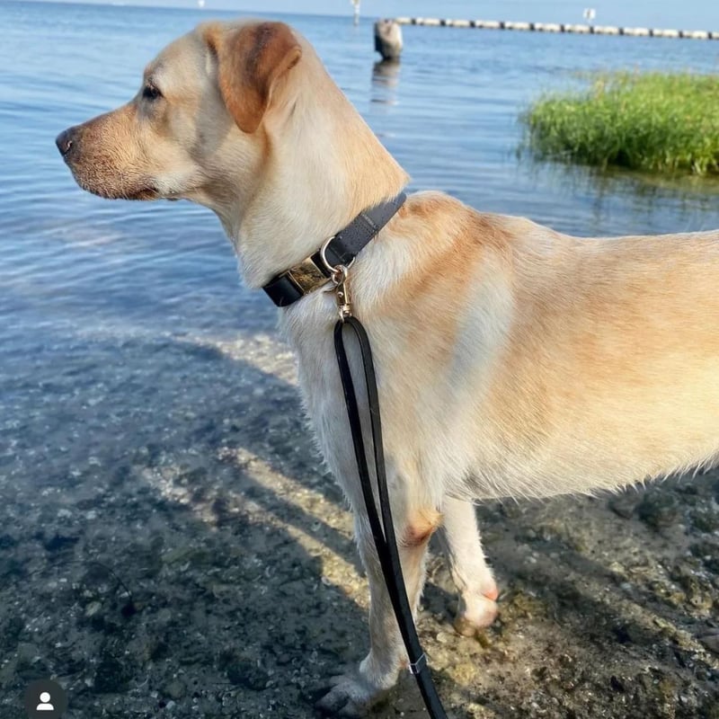 SunnyTails] 防水首輪 S/M/L 5色 | モフモフ mof_mof｜北欧デザイ