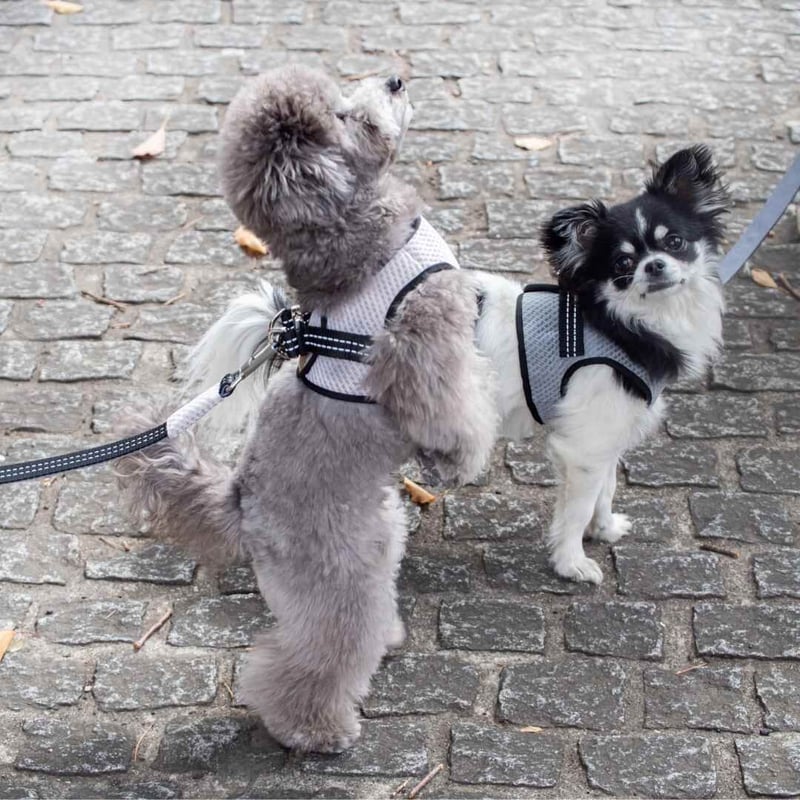 Bowl&Bone ハーネス リード セット BBR FUWA 犬 散歩 BBR] FUWA ハーネス クリーム | モフモフ mof_mof｜北欧デザイン