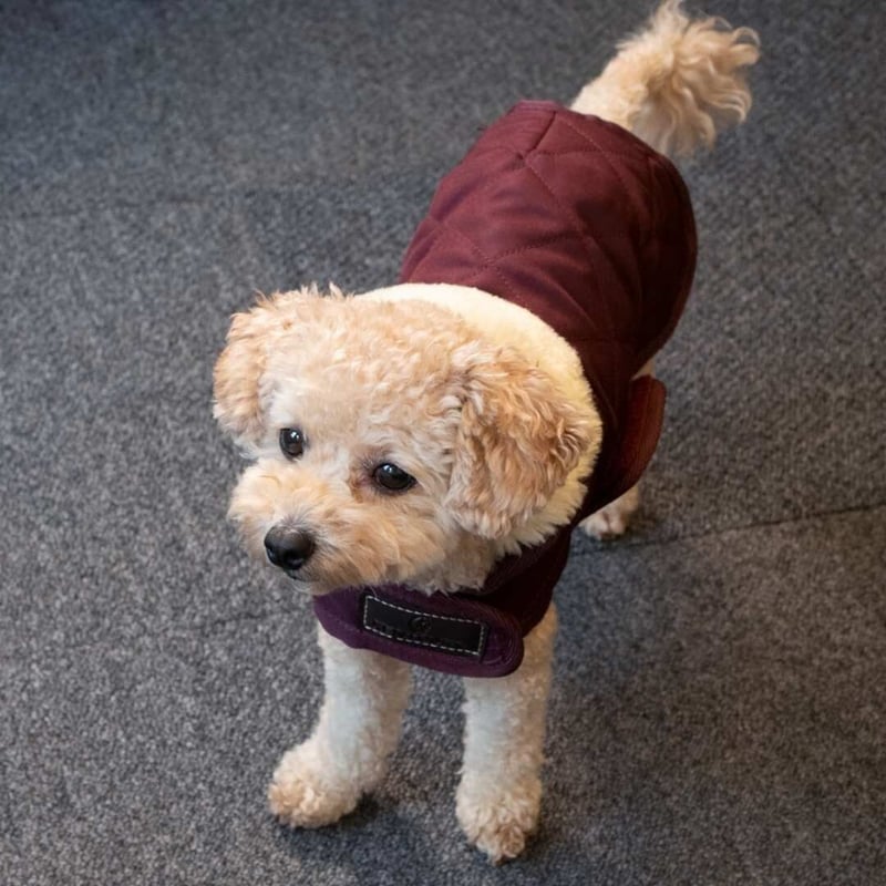 KENTUCKY 犬用コート バーガンディ XS Kentucky Dogwear] 防寒コート ブラック/ボルドー/ネイビー