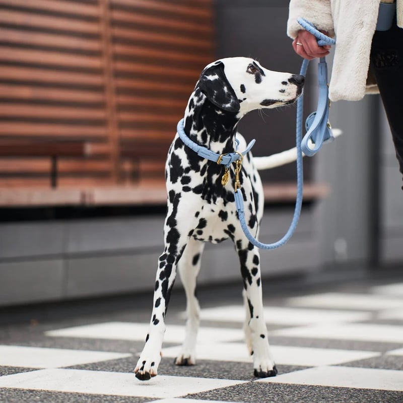 William Walker] レザーリード ツイスト サンド/ベビーブルー