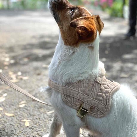 [Kentucky Dogwear]ソフトカラー Beige/Blue/Charcoal/Pink