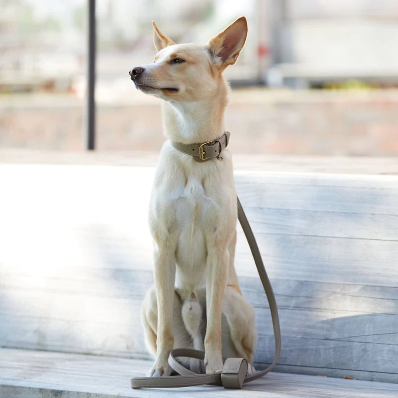 William Walker] レザーリード サンド/ベビーブルー | モフモフ