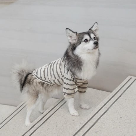 [lambwolf] ストレッチコットン Tシャツ ストライプ