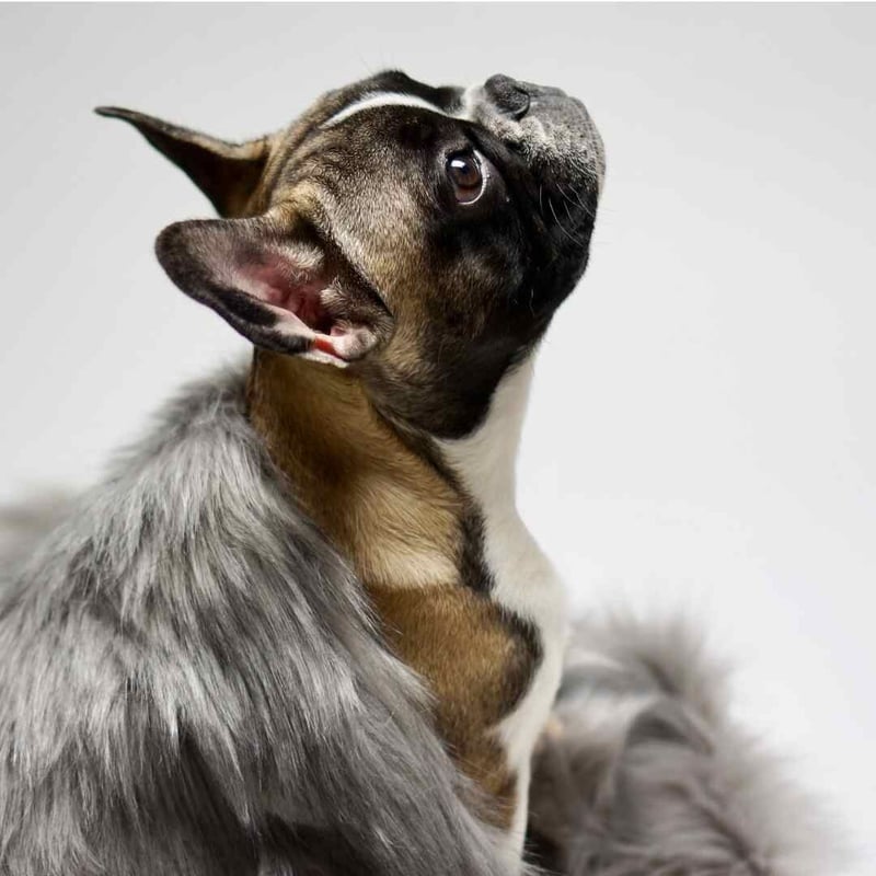 Labbvenn] エコファーブランケット (S) カプチーノ/グレー/ホワイト