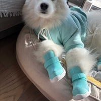 [RIFRUF] ドッグスニーカー 左右2個セット (前後のサイズが違う場合用）
