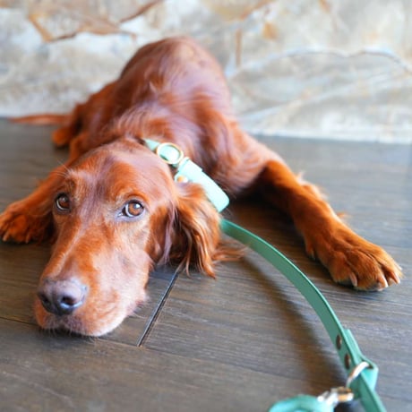 [AXELLE] レザー製 首輪一体型リード 「中大型犬用」