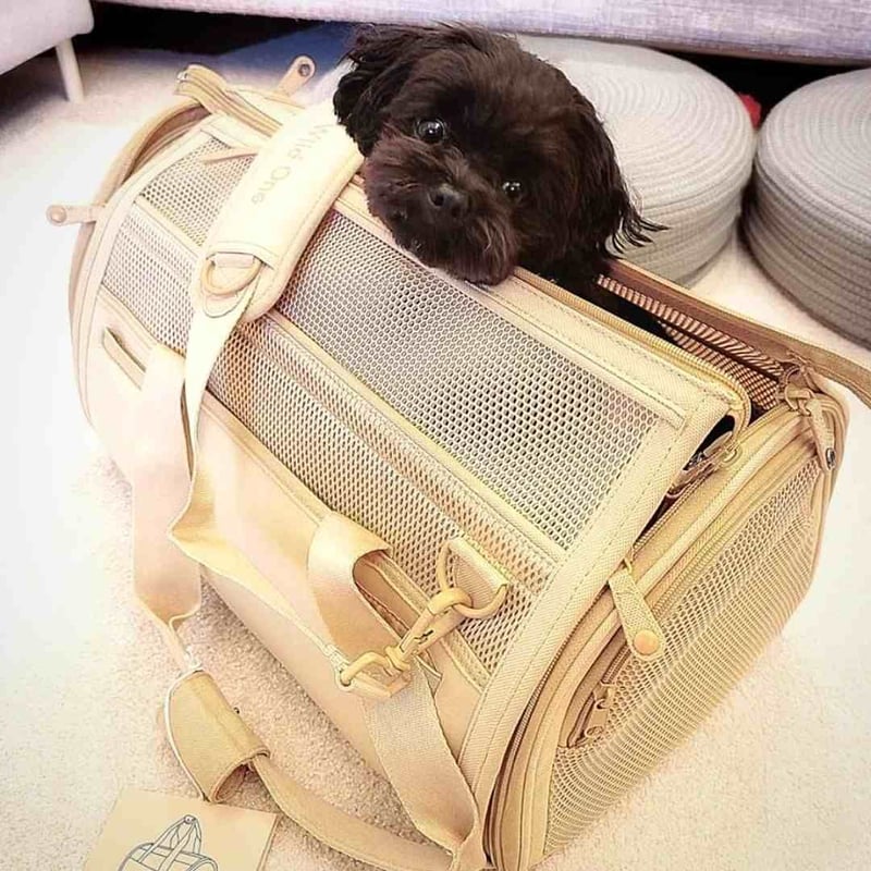 Wild One] トラベルキャリー ヌード/ブラック | モフモフ mof_mof