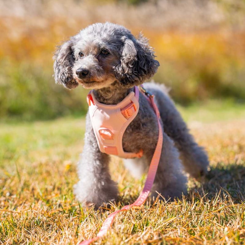 max-bone] GO! Easy ハンズフリー ミニ 4色 | モフモフ mof_mof