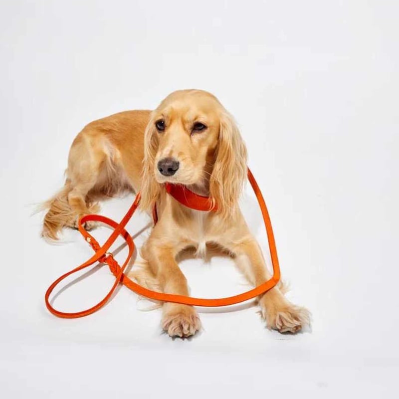 Free stitch ヌメ リング リード M サイズ 犬用犬リード ヌメリング