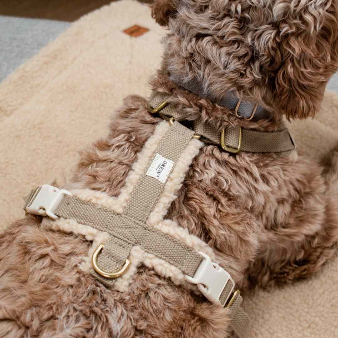 DREW's] テディー ハーネス グレージュ S/M/L | モフモフ mof_mof｜