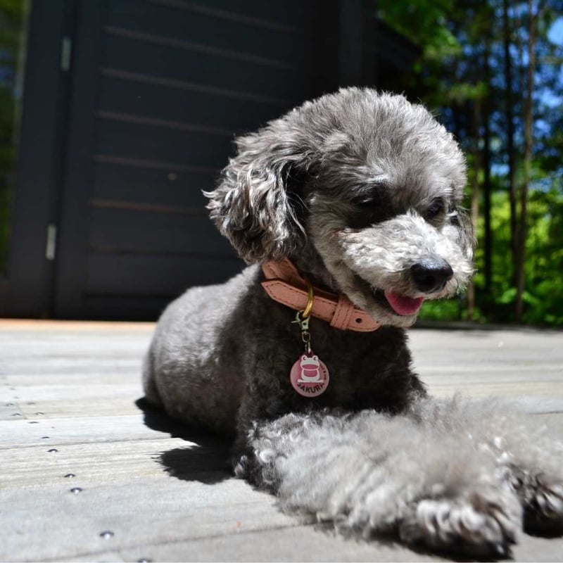 Hunting Pony] 麻ロープ 首輪 グレージュ/ピンク/キャメル | モフモフ