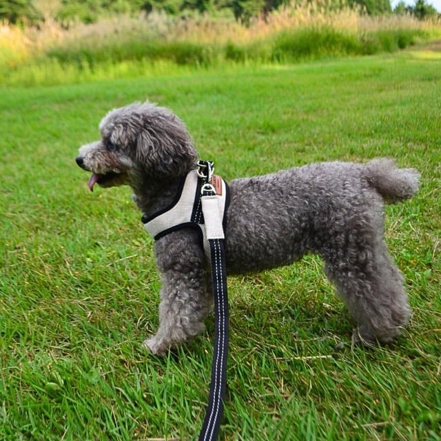 BBR] FUWA ハーネス プレミアムとお揃いのリード 3色 | モフモフ mof_mo