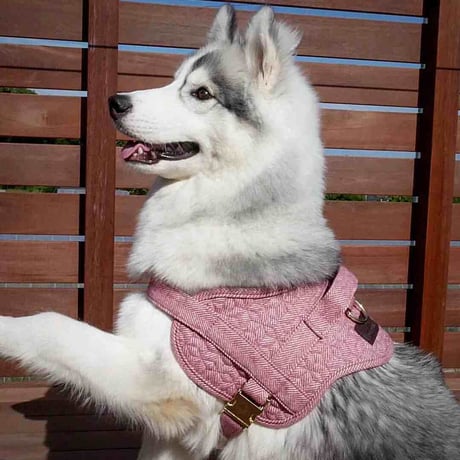 [Kentucky Dogwear]ソフトボディーハーネス Beige/Blue/Charcoal/Pink