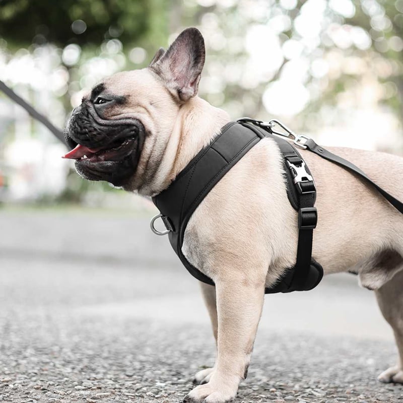 ◎専用リンクです◎ pups & bubs 2点 Pups & Bubs] セキュリティー ハーネス ベージュ/ブラック