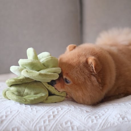 [Pups & Bubs]  キャベツ ノーズワーク