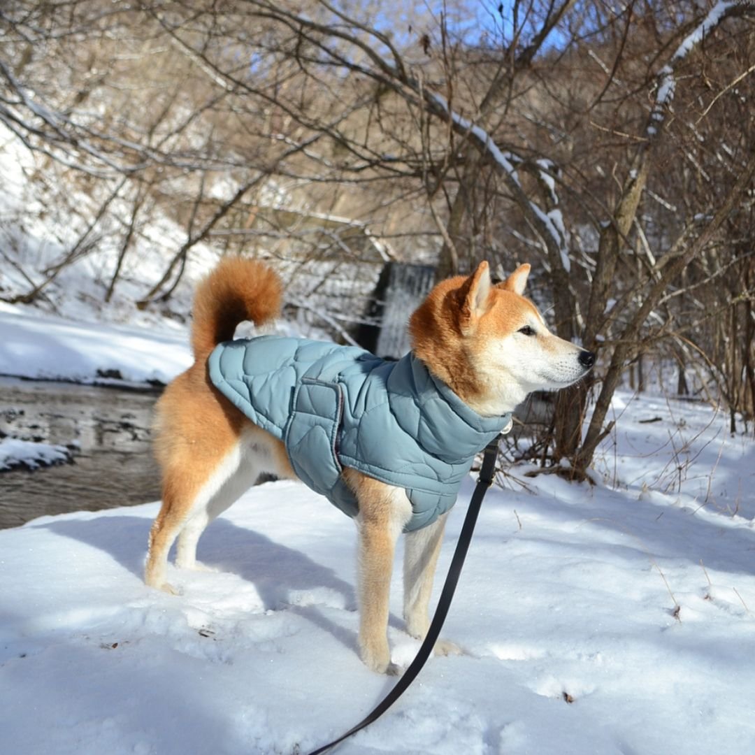 Kentucky Dogwear] 防水ソフトコート くすみブルー | モフモフ mof_m