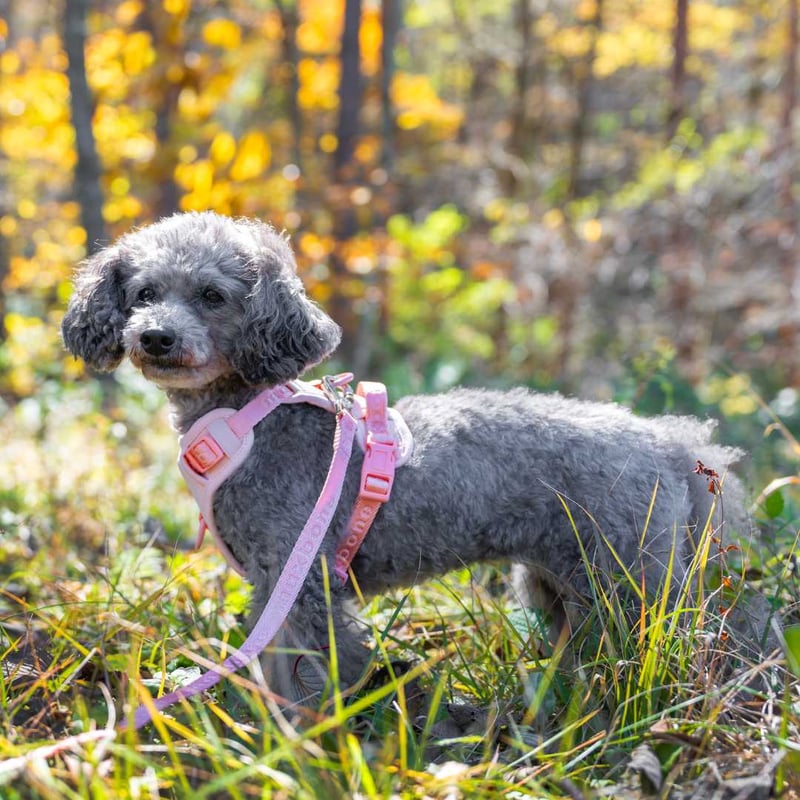 max-bone] GO! Easy ハンズフリー ミニ 4色 | モフモフ mof_mof