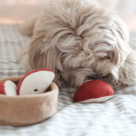 [Pups & Bubs]  アップルパイ ノーズワーク