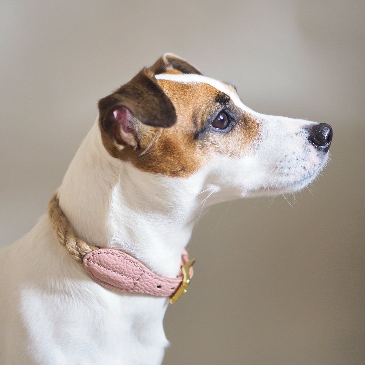 hunting pony 犬 ハーネス キャメル hunting pony犬ハーネスキャメル