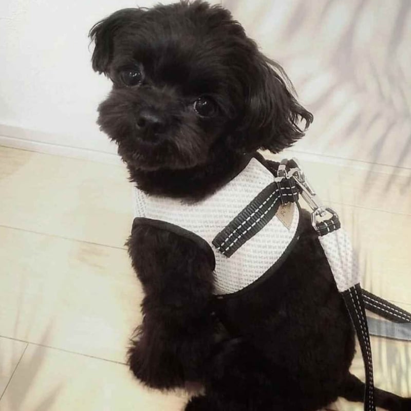 BBR] FUWA ハーネス クリーム | モフモフ mof_mof｜北欧デザイン