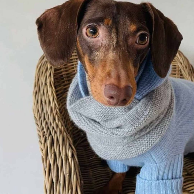 woolwag] カシミア スヌード 4色 | モフモフ mof_mof｜北欧