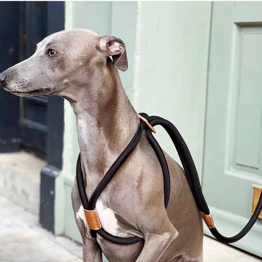 boo'oh Rayハーネス 新品未使用 キャメル S boo'oh レイハーネス