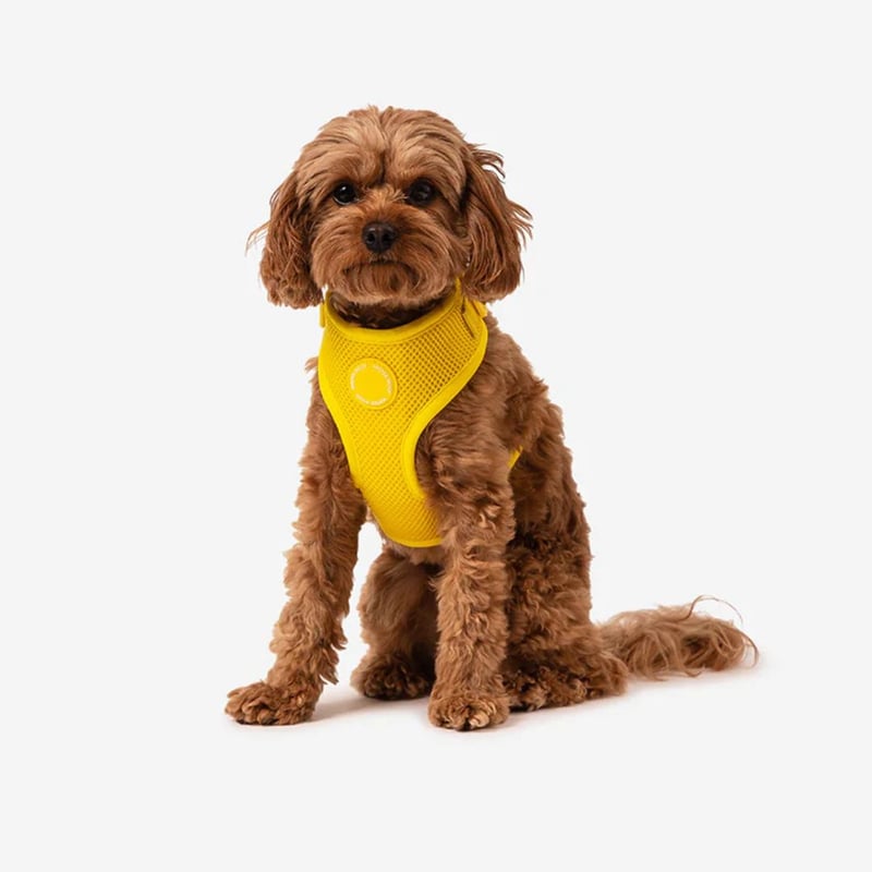 MR WOOF] メッシュハーネス 5色 | モフモフ mof_mof｜北欧デザインの