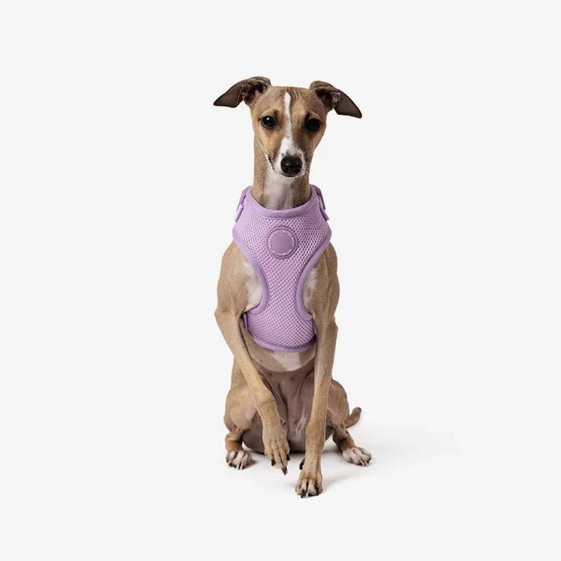 MR WOOF] メッシュハーネス 6色 | モフモフ mof_mof｜北欧デザインの