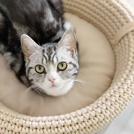[Labbvenn] COCO Cat Bed ミルクティー